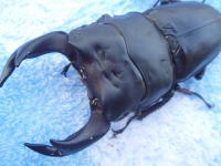 c0150582_21355628.jpg