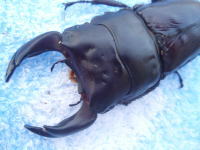 c0150582_2136825.jpg