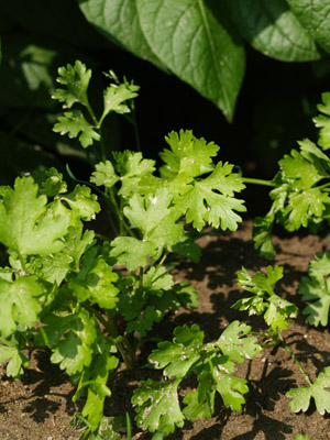 c0145183_613752.jpg