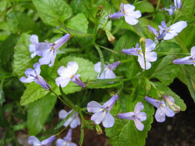 c0132387_039640.jpg