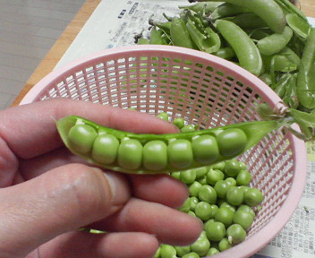 c0109891_13271697.jpg