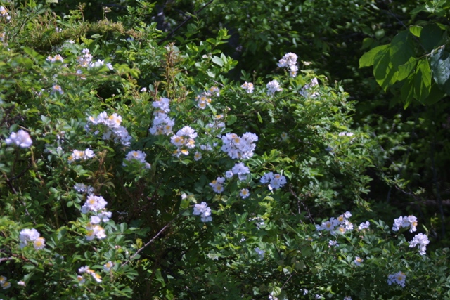 c0062603_1142755.jpg
