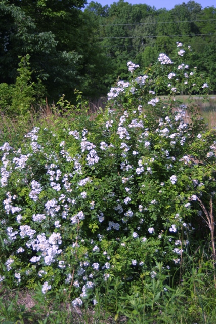c0062603_11503396.jpg