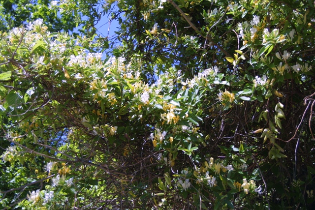 c0062603_11555517.jpg