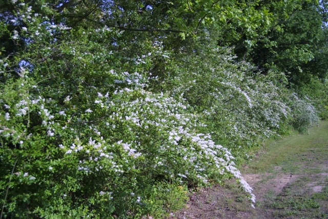 c0062603_1283035.jpg