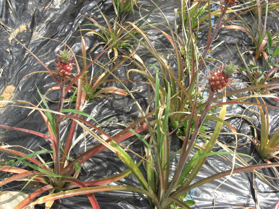 c0149804_1842777.jpg