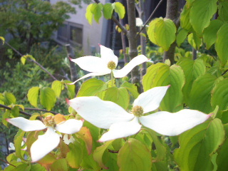 c0056707_17543576.jpg