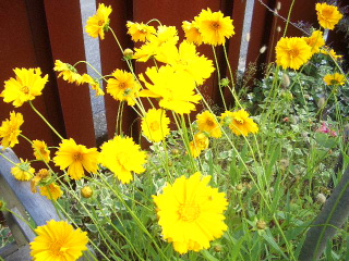 c0056707_17544974.jpg