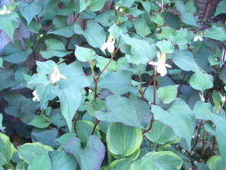 c0056707_17551689.jpg
