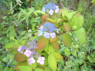 c0056707_17552340.jpg