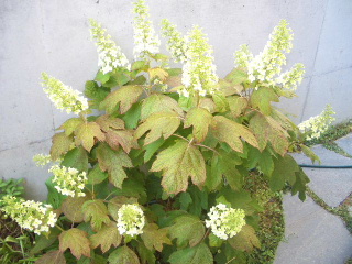 c0056707_17553378.jpg