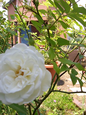 b0128423_10361498.jpg