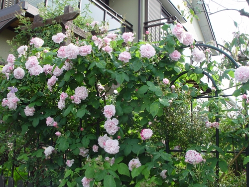 f0060535_154698.jpg