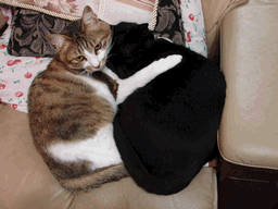 c0136736_21531529.gif