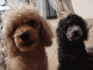 c0136736_21585498.gif