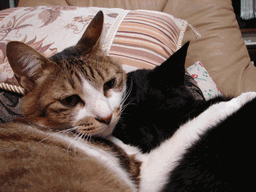 c0136736_2243824.gif
