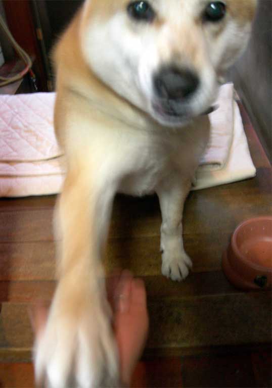 e0077145_1534697.jpg