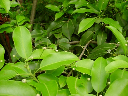 a0091680_10445727.jpg