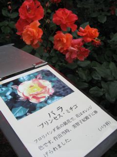 e0132881_092995.jpg