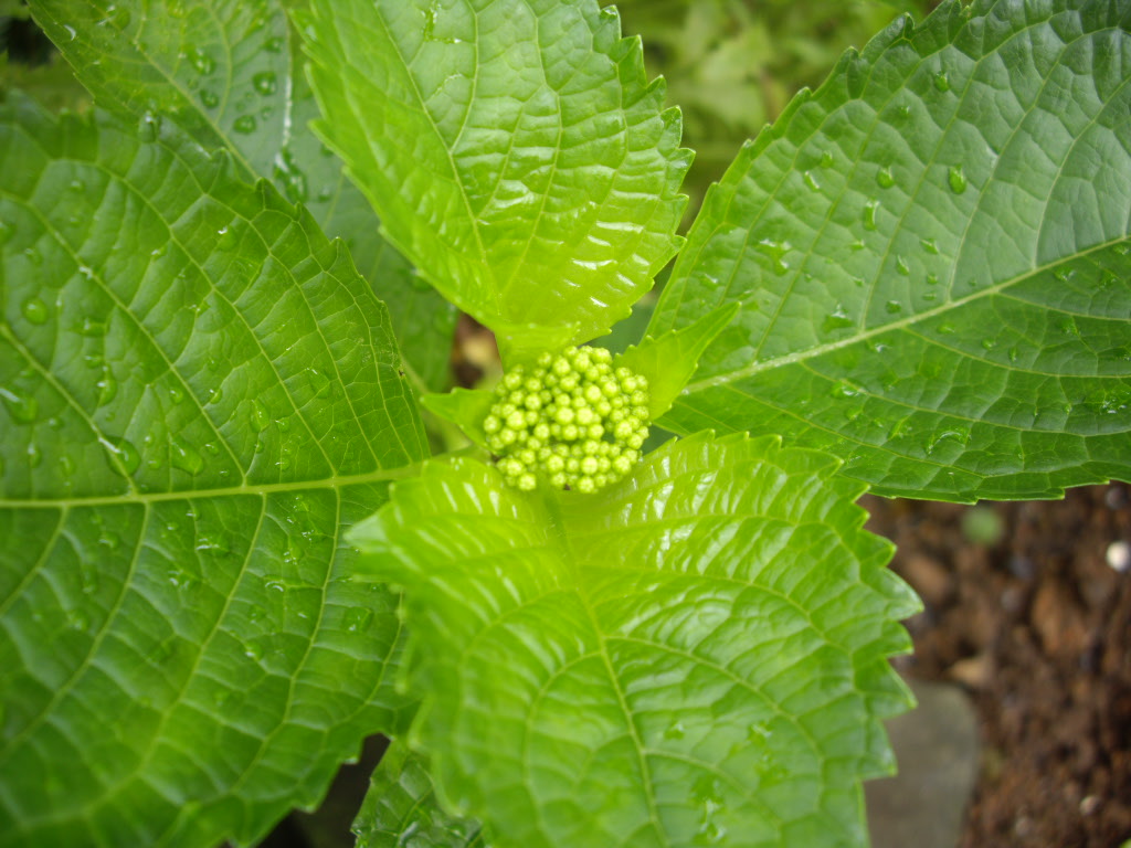 f0143386_2039790.jpg