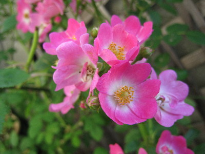 c0132387_231164.jpg