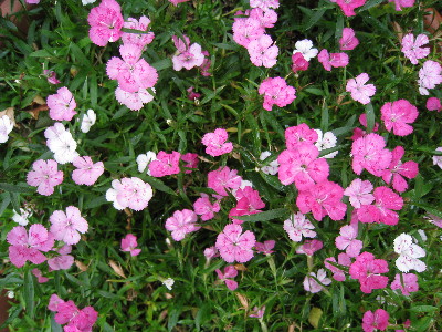 c0132387_24448.jpg