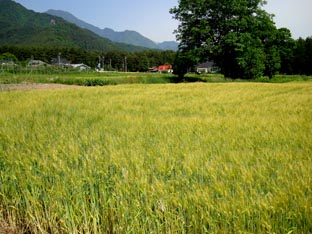 c0047814_15255624.jpg
