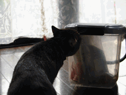c0136736_16333779.gif