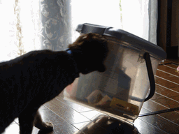 c0136736_16335961.gif