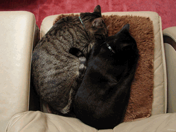 c0136736_16425459.gif