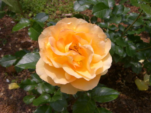 f0094843_1303469.jpg