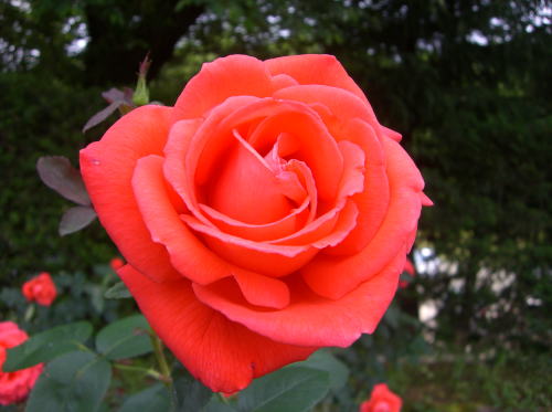 f0094843_1305333.jpg