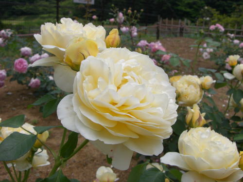 f0094843_13128100.jpg