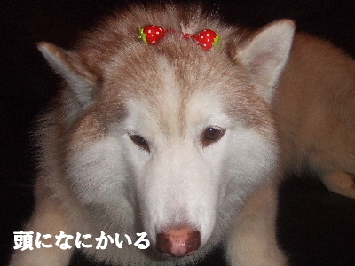 e0121548_19564542.jpg