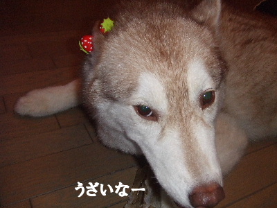 e0121548_2011368.jpg