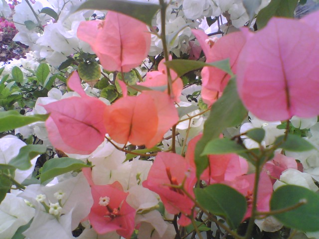 c0031856_019692.jpg