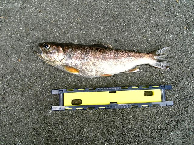 c0133458_22201154.jpg