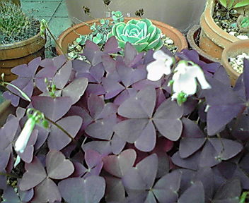 c0011169_712912.jpg