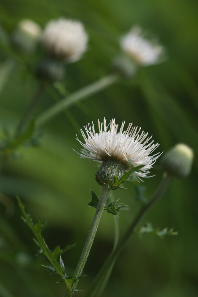 a0083081_16242450.jpg