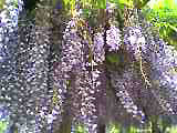 c0067206_9334521.jpg