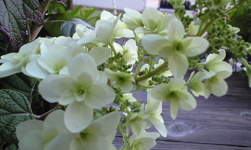 d0000607_16285781.jpg