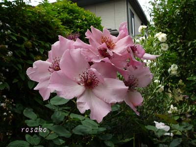 f0059818_22332139.jpg