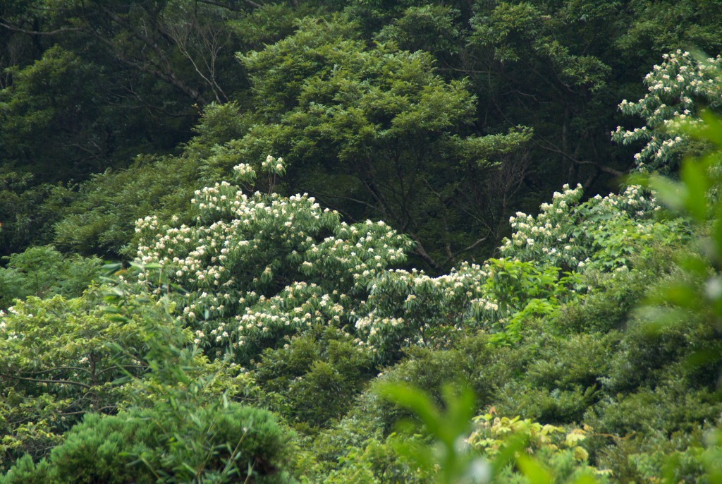 d0053930_17374547.jpg