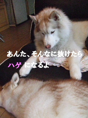 e0121548_21153992.jpg