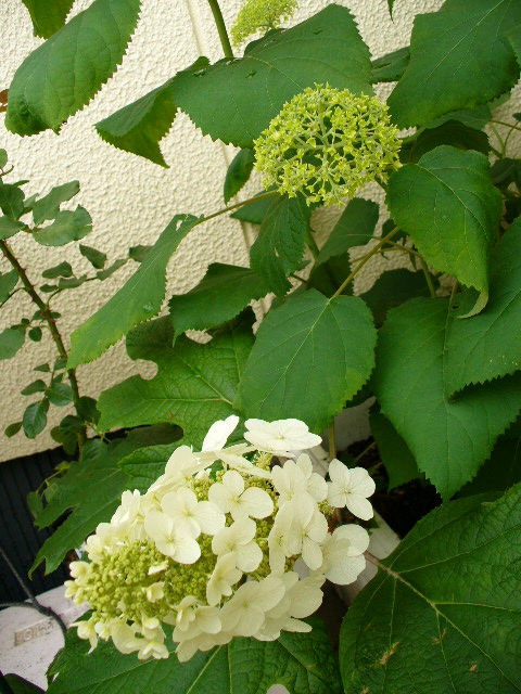 f0074659_23222652.jpg