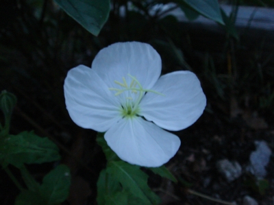 c0108460_15535731.jpg