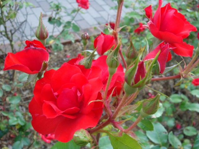 b0061261_23285369.jpg
