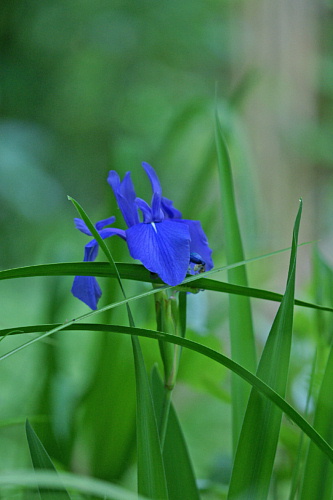 e0006964_1648986.jpg