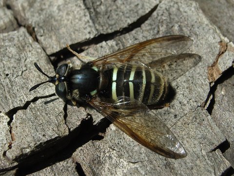 b0130166_12593972.jpg