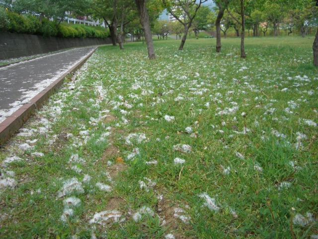 f0170866_1040557.jpg